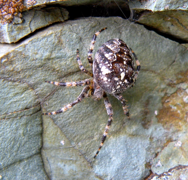 Araneus diadematus